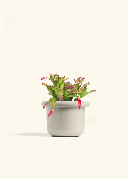 Christmas Cactus in a 6 inches Fat Lip Oat Planter 