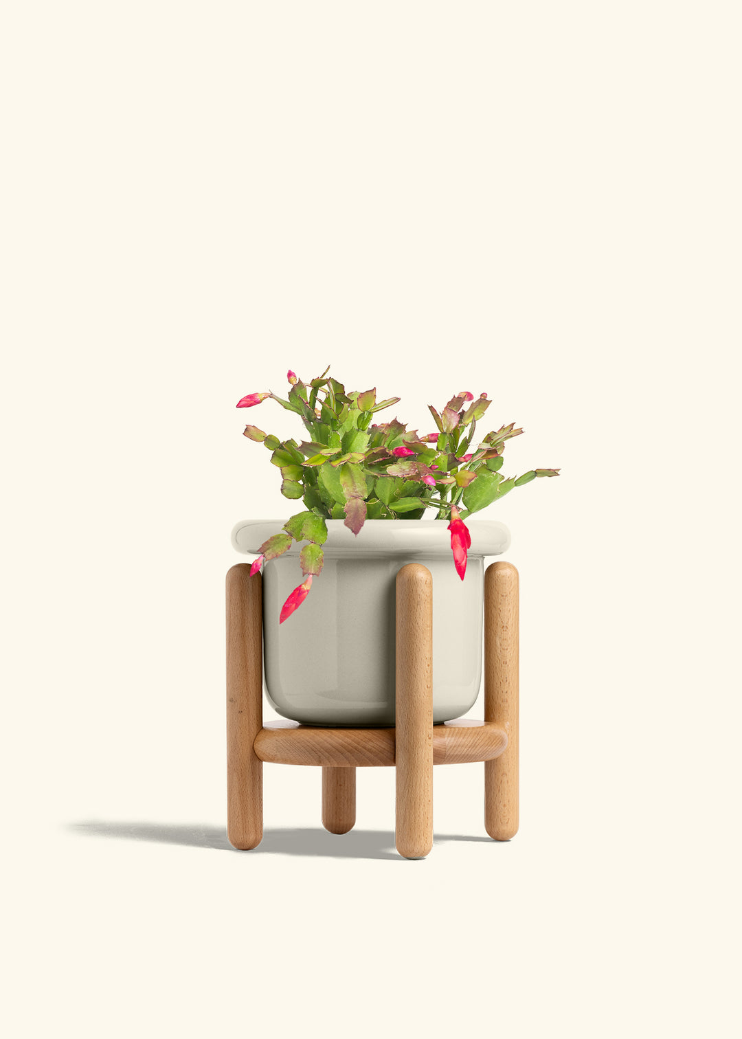 Christmas Cactus in a 6 inches Fat Lip Oat Planter in a Beech Wood Stand