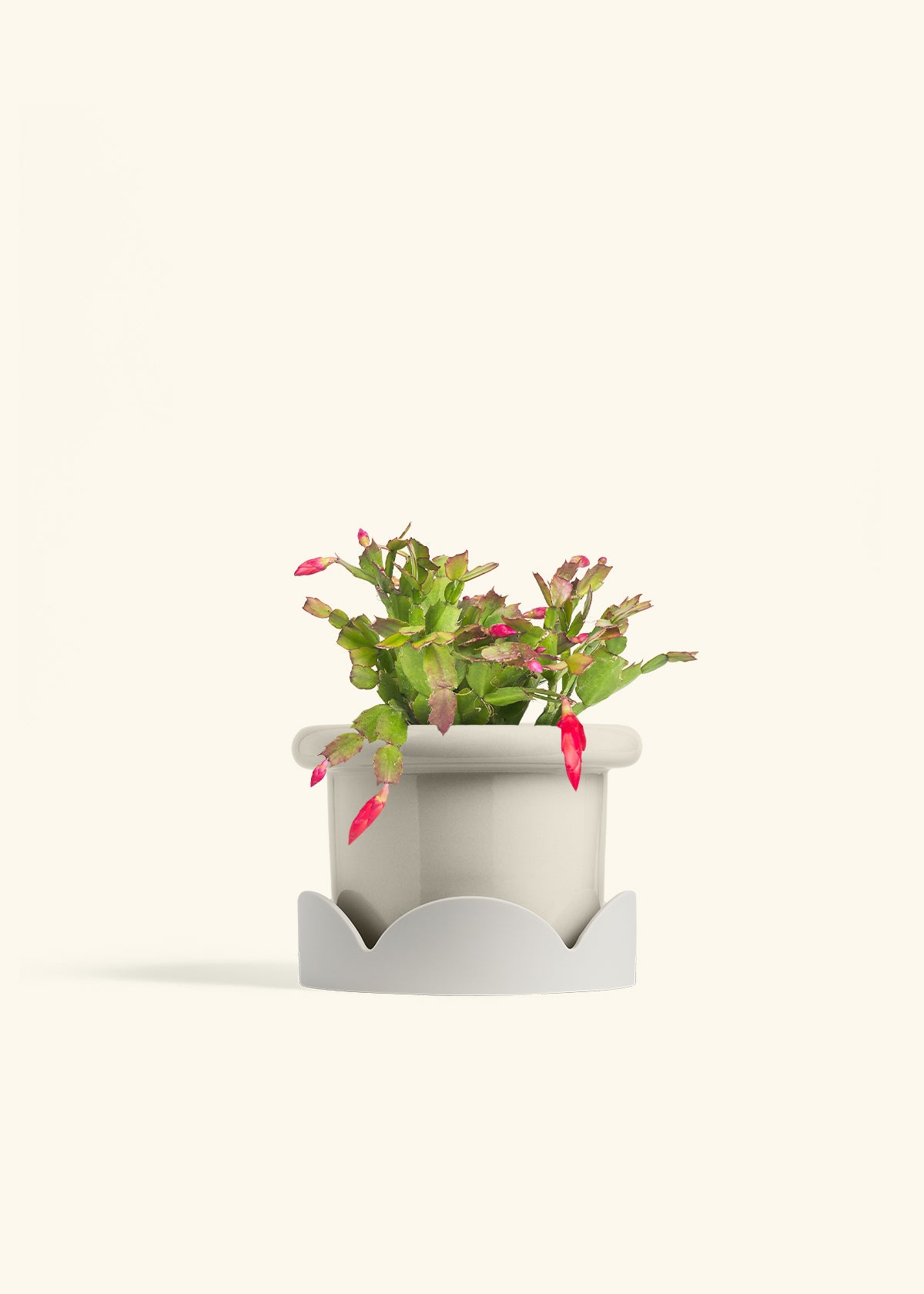 Christmas Cactus in a 6 inches Fat Lip Oat Planter in a Oat Petal Drip Tray