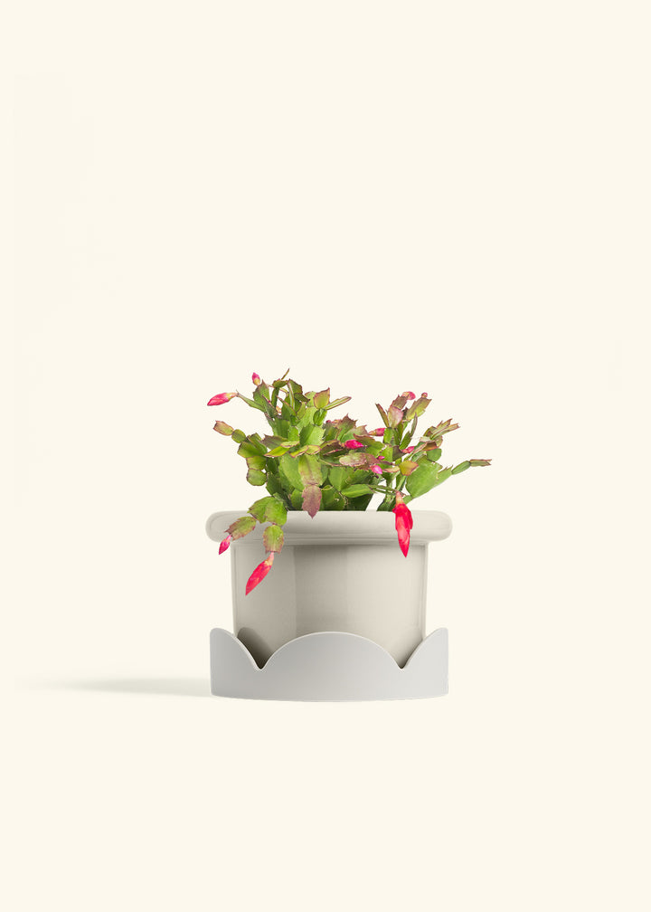 Christmas Cactus in a 6 inches Fat Lip Oat Planter in a Oat Petal Drip Tray