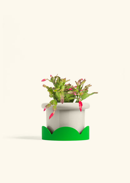 Christmas Cactus in a 6 inches Fat Lip Oat Planter in a Shamrock Petal Drip Tray