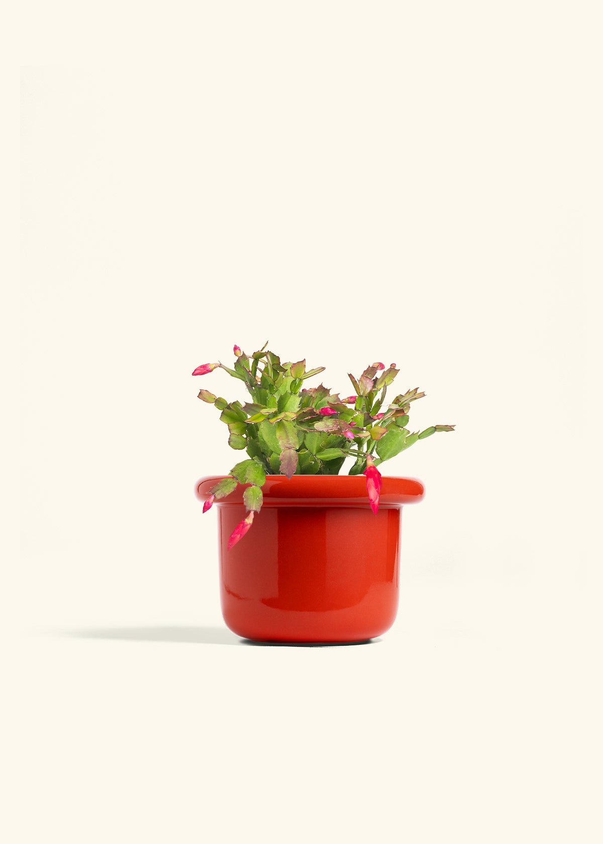 Christmas Cactus in a 6 inches Fat Lip Red Planter 