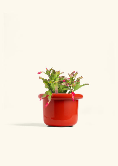Christmas Cactus in a 6 inches Fat Lip Red Planter 