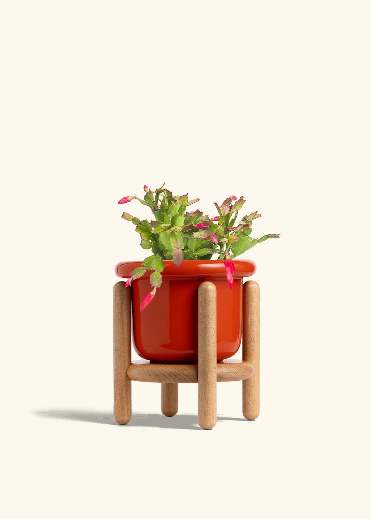 Christmas Cactus in a 6 inches Fat Lip Red Planter in a Beech Wood Stand