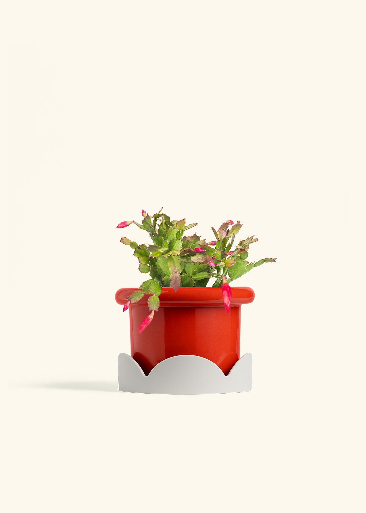 Christmas Cactus in a 6 inches Fat Lip Red Planter in a Oat Petal Drip Tray