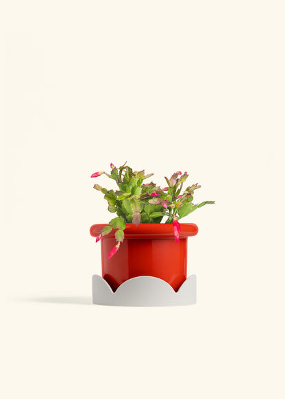 Christmas Cactus in a 6 inches Fat Lip Red Planter in a Oat Petal Drip Tray