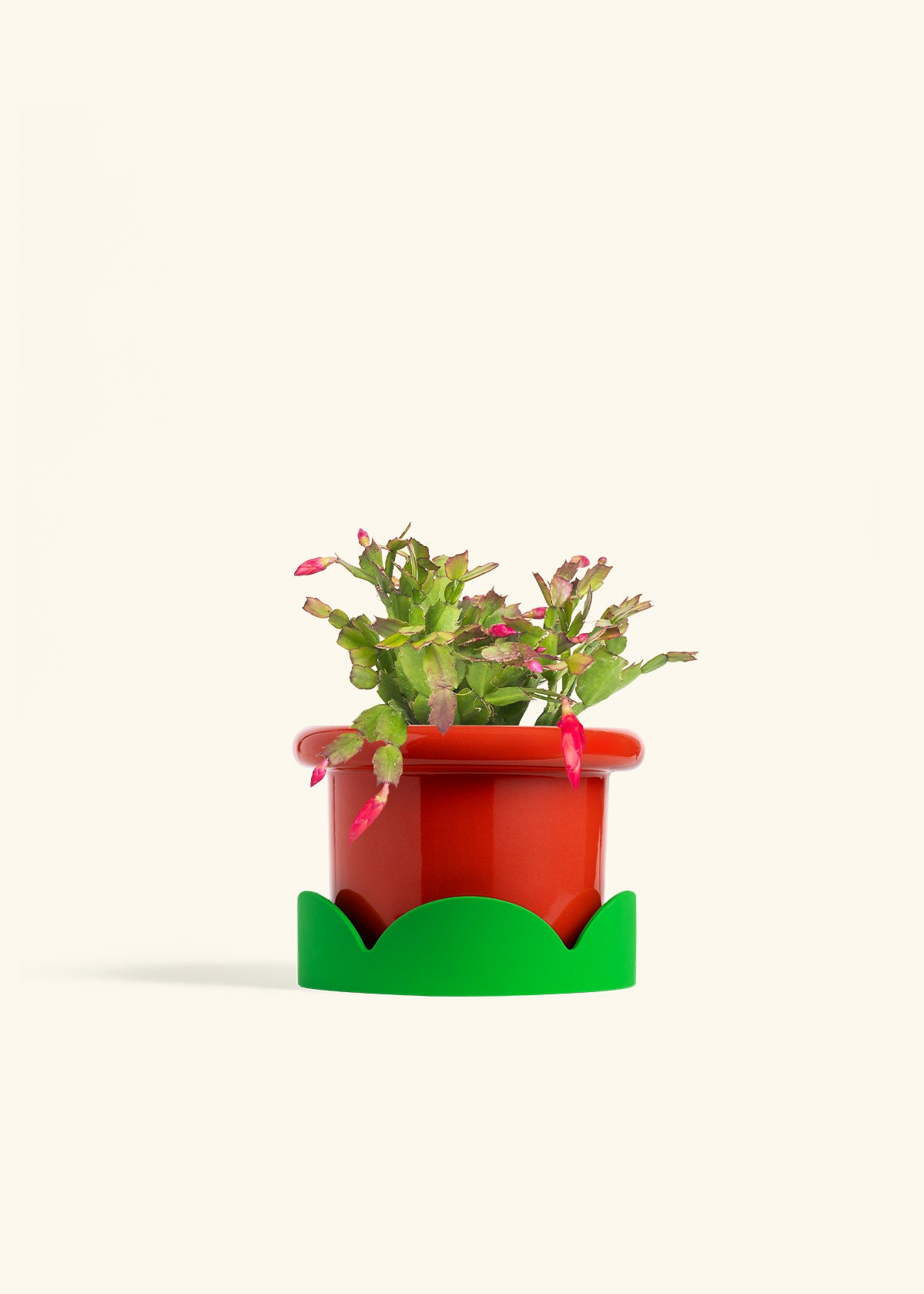 Christmas Cactus in a 6 inches Fat Lip Red Planter in a Shamrock Petal Drip Tray