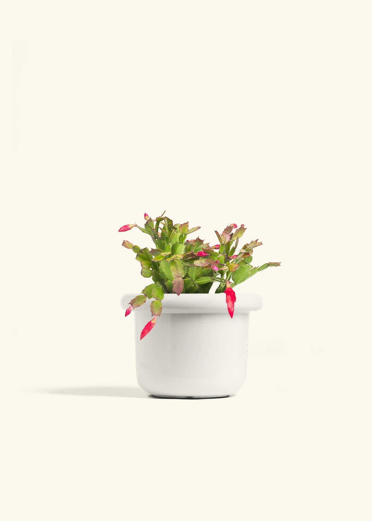 Christmas Cactus in a 6 inches Fat Lip White Planter 
