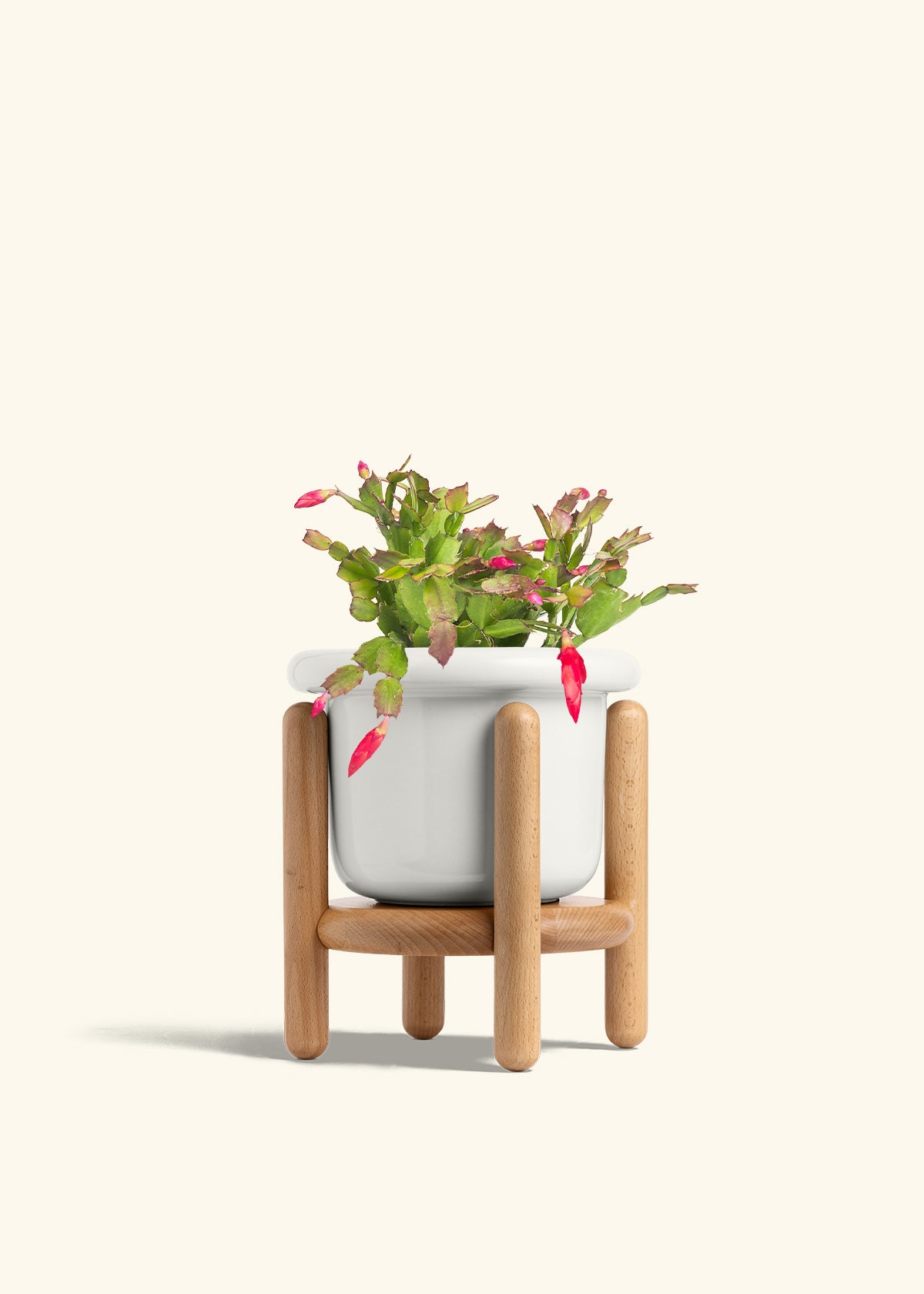 best planter pots for christmas cactus Red Christmas Cactus – Hey Rooted