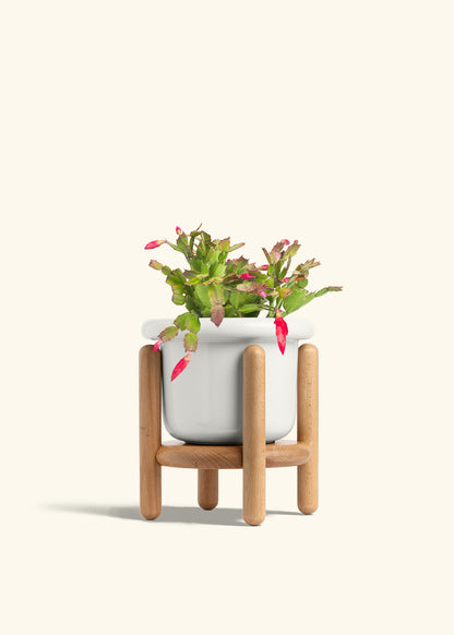 Christmas Cactus in a 6 inches Fat Lip White Planter in a Beech Wood Stand