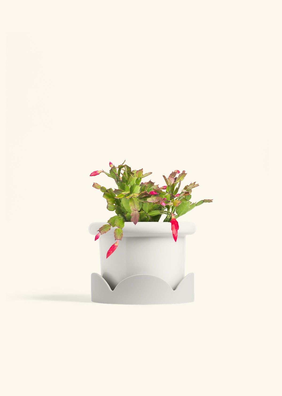 Christmas Cactus in a 6 inches Fat Lip White Planter in a Oat Petal Drip Tray