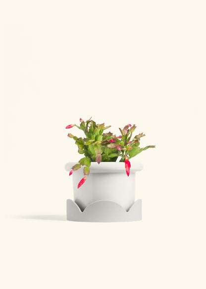 Christmas Cactus in a 6 inches Fat Lip White Planter in a Oat Petal Drip Tray
