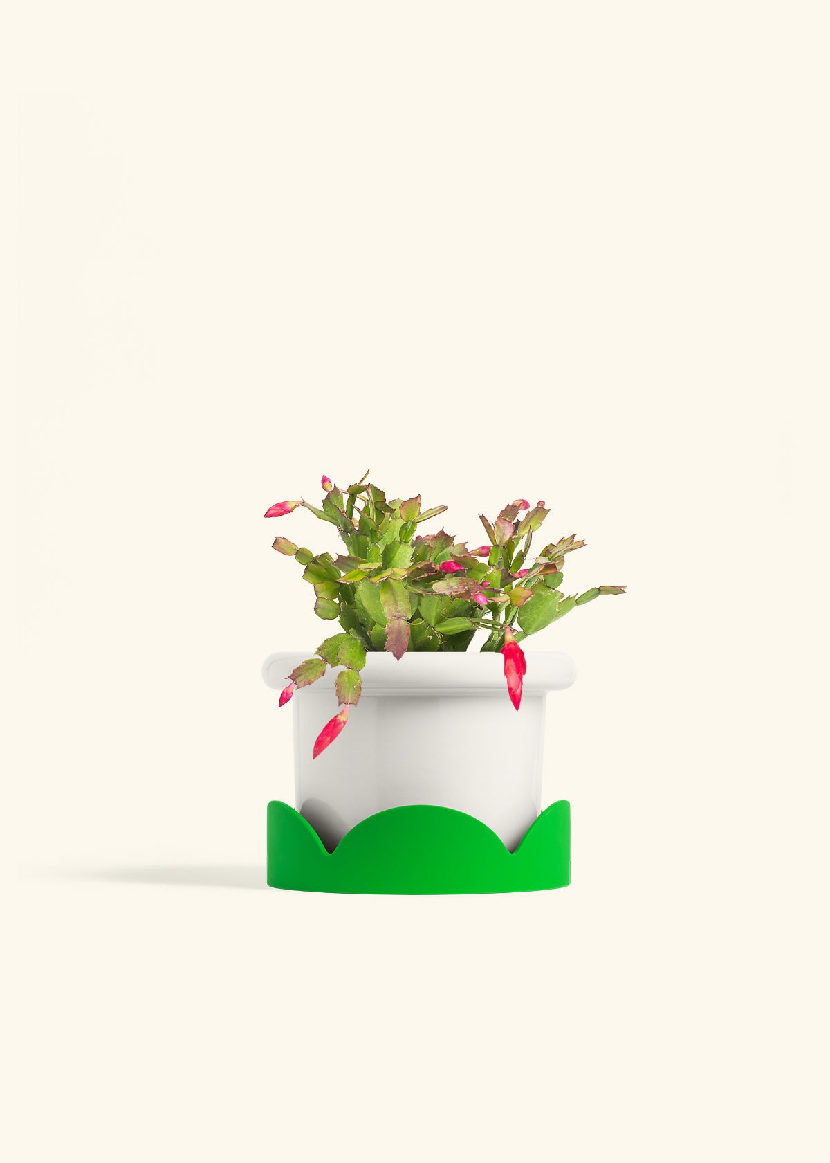 Christmas Cactus in a 6 inches Fat Lip White Planter in a Shamrock Petal Drip Tray
