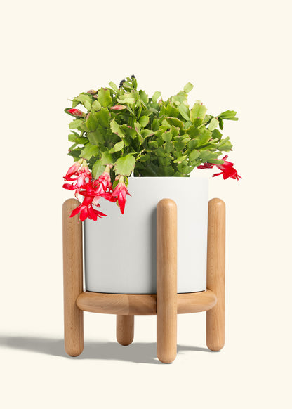 Classic Planter Stand Combo, Polar White