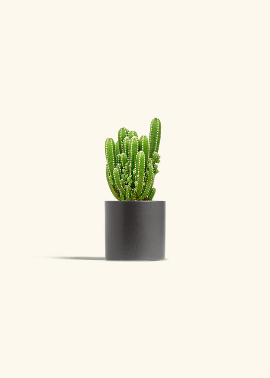 Fairy Castle Cactus in a 4 inches Charcoal Classic Cylinder Planter 