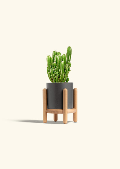 Fairy Castle Cactus in a 4 inches Charcoal Classic Cylinder Planter in a Beech Wood Stand