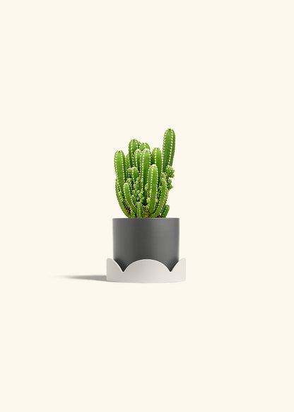 Fairy Castle Cactus in a 4 inches Charcoal Classic Cylinder Planter in a Oat Petal Drip Tray