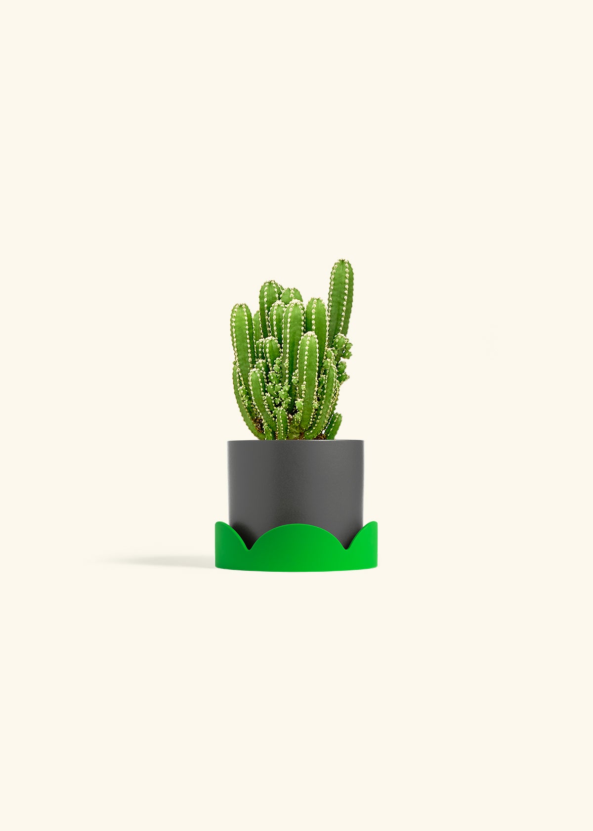 Fairy Castle Cactus in a 4 inches Charcoal Classic Cylinder Planter in a Shamrock Petal Drip Tray