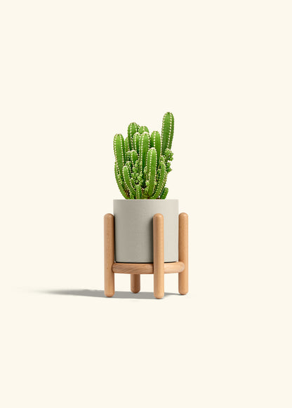 Fairy Castle Cactus in a 4 inches Oat Classic Cylinder Planter in a Beech Wood Stand