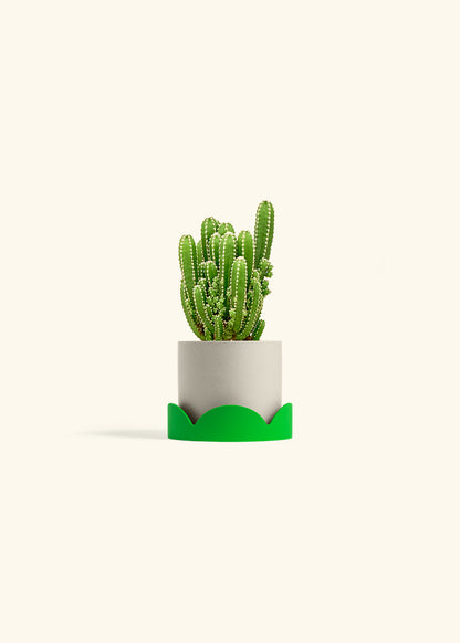 Fairy Castle Cactus in a 4 inches Oat Classic Cylinder Planter in a Shamrock Petal Drip Tray