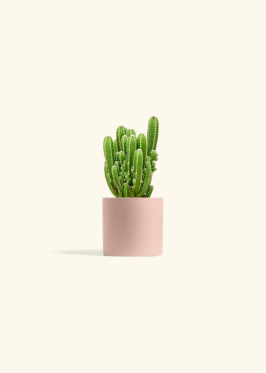 Fairy Castle Cactus in a 4 inches Pink Classic Cylinder Planter 