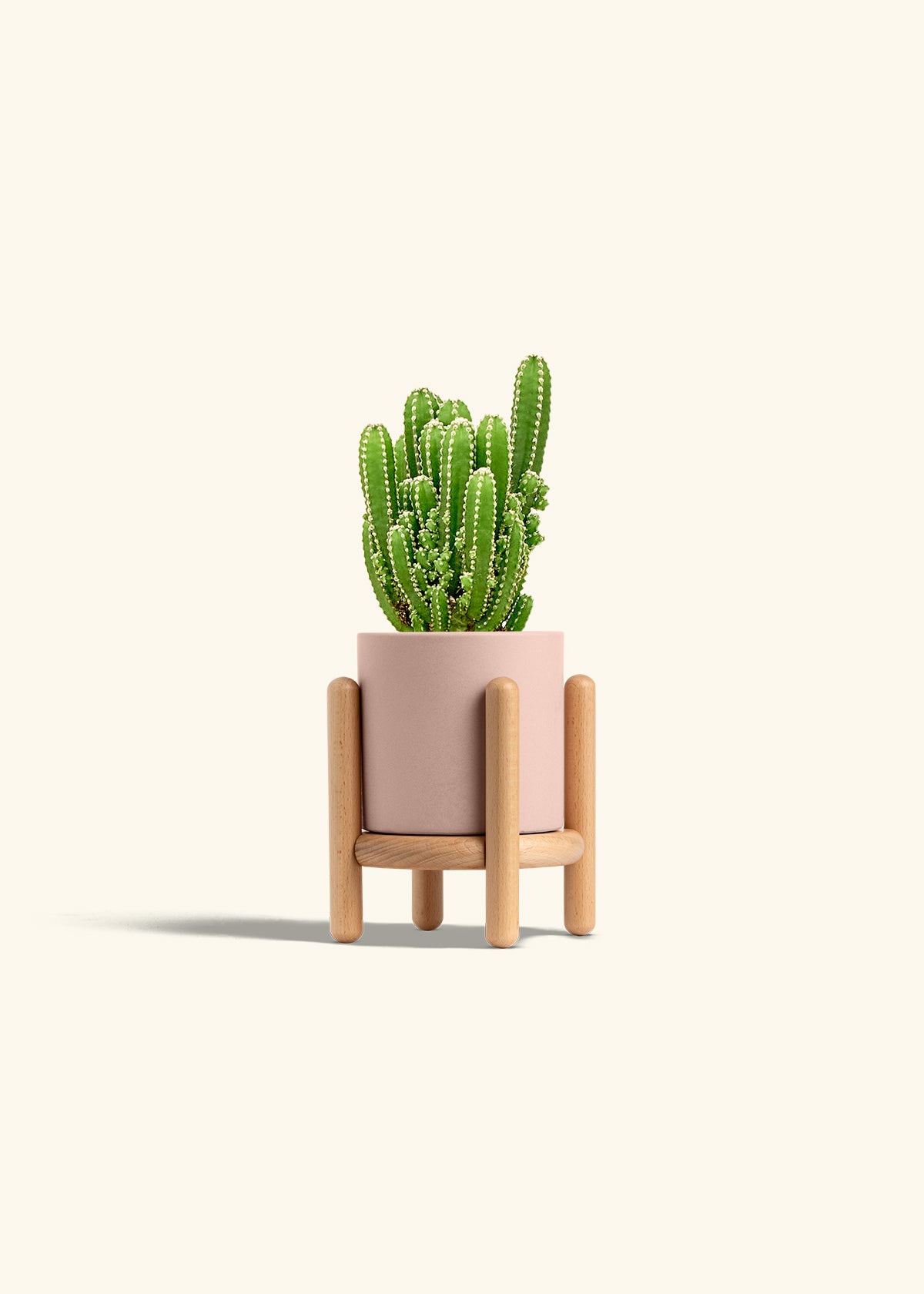 Fairy Castle Cactus in a 4 inches Pink Classic Cylinder Planter in a Beech Wood Stand