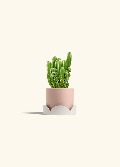 Fairy Castle Cactus in a 4 inches Pink Classic Cylinder Planter in a Oat Petal Drip Tray