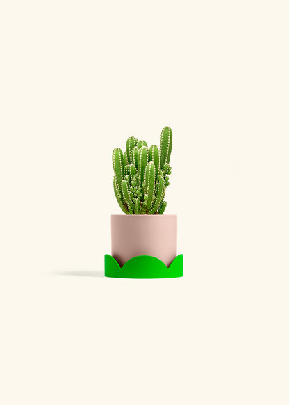 Fairy Castle Cactus in a 4 inches Pink Classic Cylinder Planter in a Shamrock Petal Drip Tray