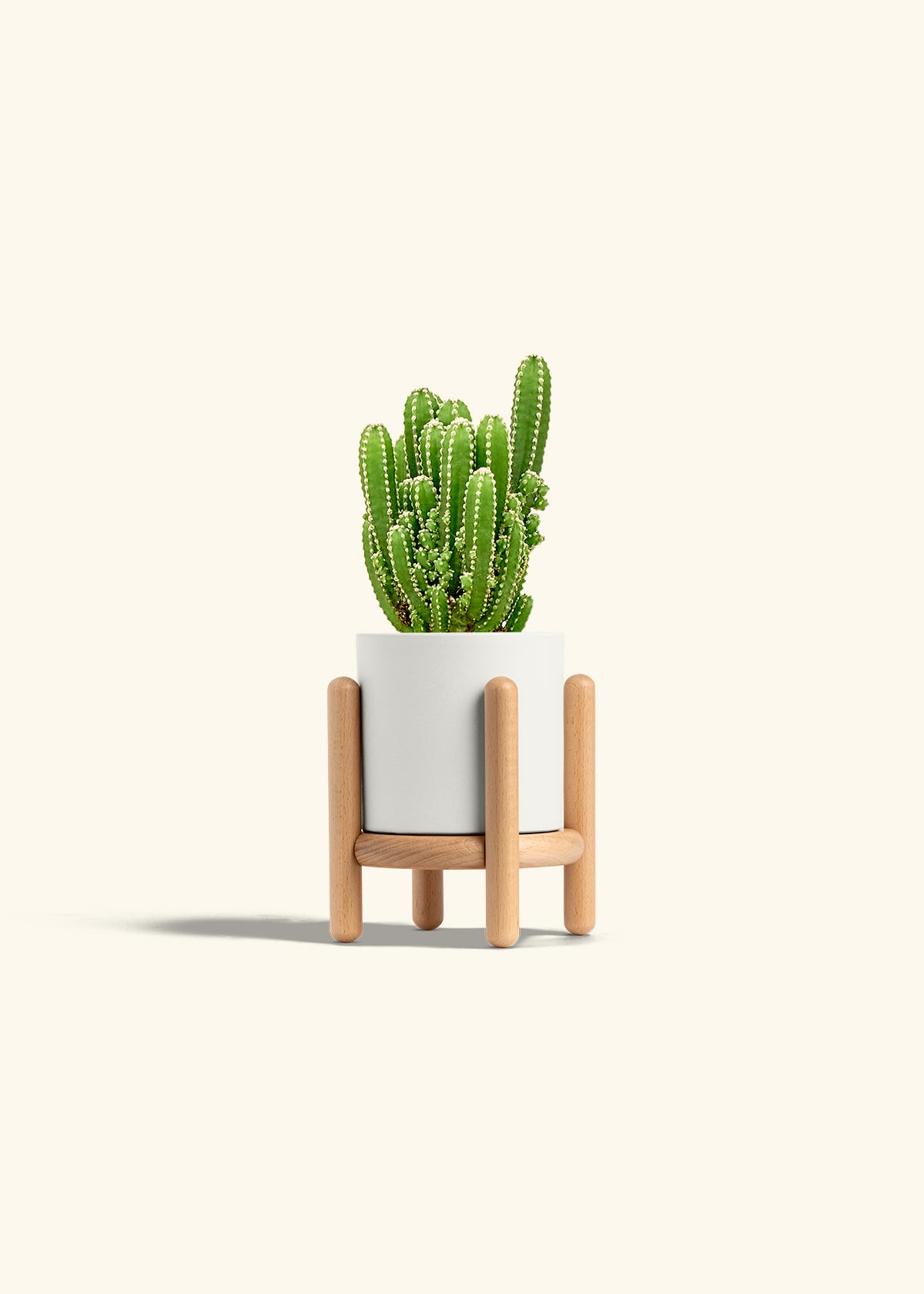 Fairy Castle Cactus in a 4 inches White Classic Cylinder Planter in a Beech Wood Stand