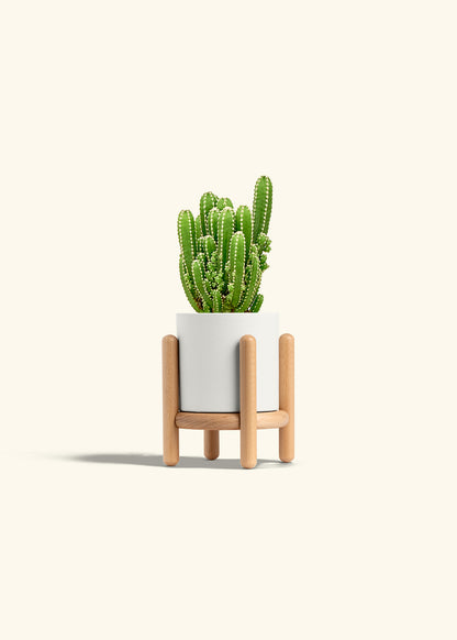 Fairy Castle Cactus in a 4 inches White Classic Cylinder Planter in a Beech Wood Stand