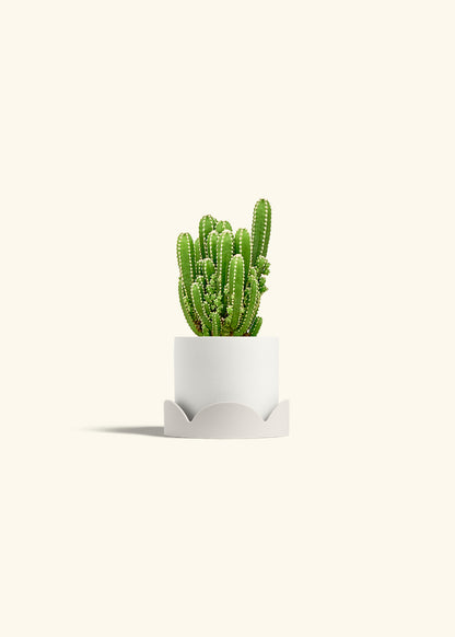 Fairy Castle Cactus in a 4 inches White Classic Cylinder Planter in a Oat Petal Drip Tray