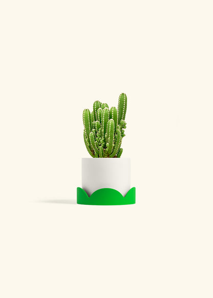 Fairy Castle Cactus in a 4 inches White Classic Cylinder Planter in a Shamrock Petal Drip Tray