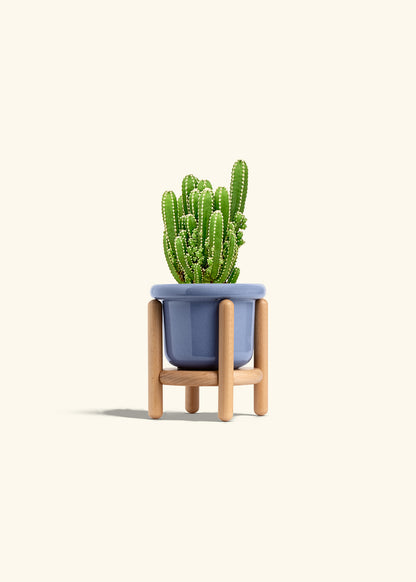Fairy Castle Cactus in a 4 inches Fat Lip Blue Planter in a Beech Wood Stand