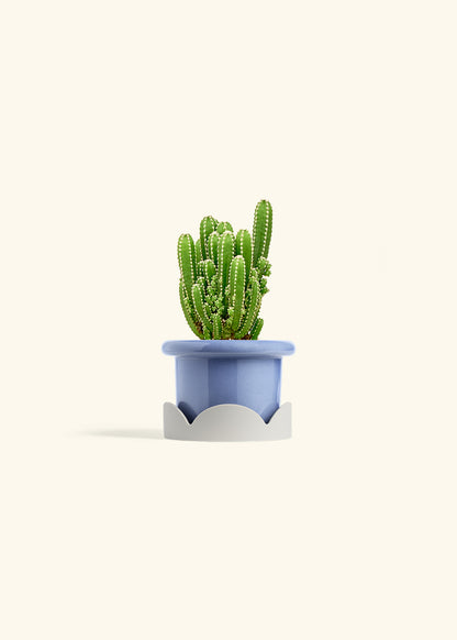 Fairy Castle Cactus in a 4 inches Fat Lip Blue Planter in a Oat Petal Drip Tray