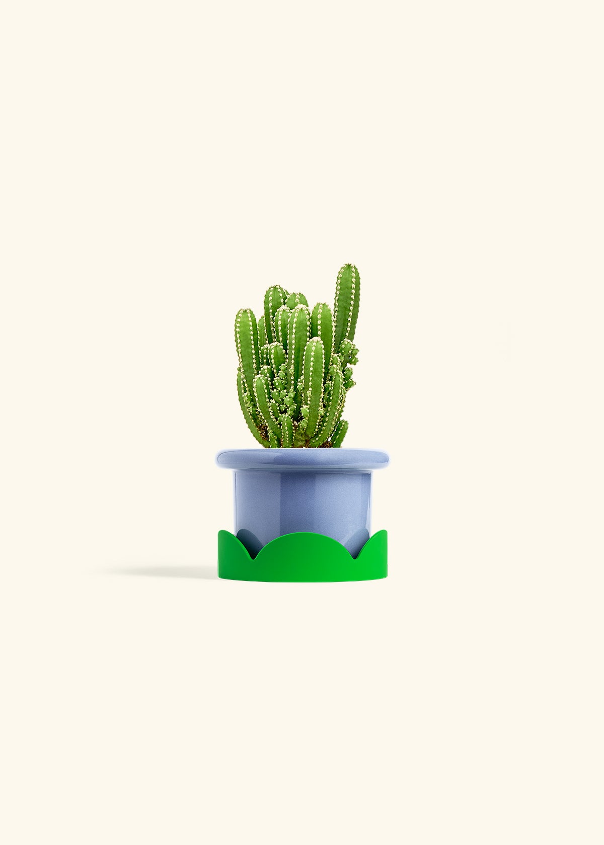 Fairy Castle Cactus in a 4 inches Fat Lip Blue Planter in a Shamrock Petal Drip Tray