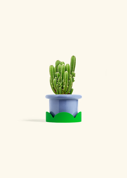 Fairy Castle Cactus in a 4 inches Fat Lip Blue Planter in a Shamrock Petal Drip Tray