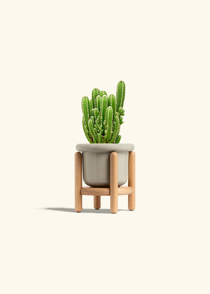 Fairy Castle Cactus in a 4 inches Fat Lip Oat Planter in a Beech Wood Stand