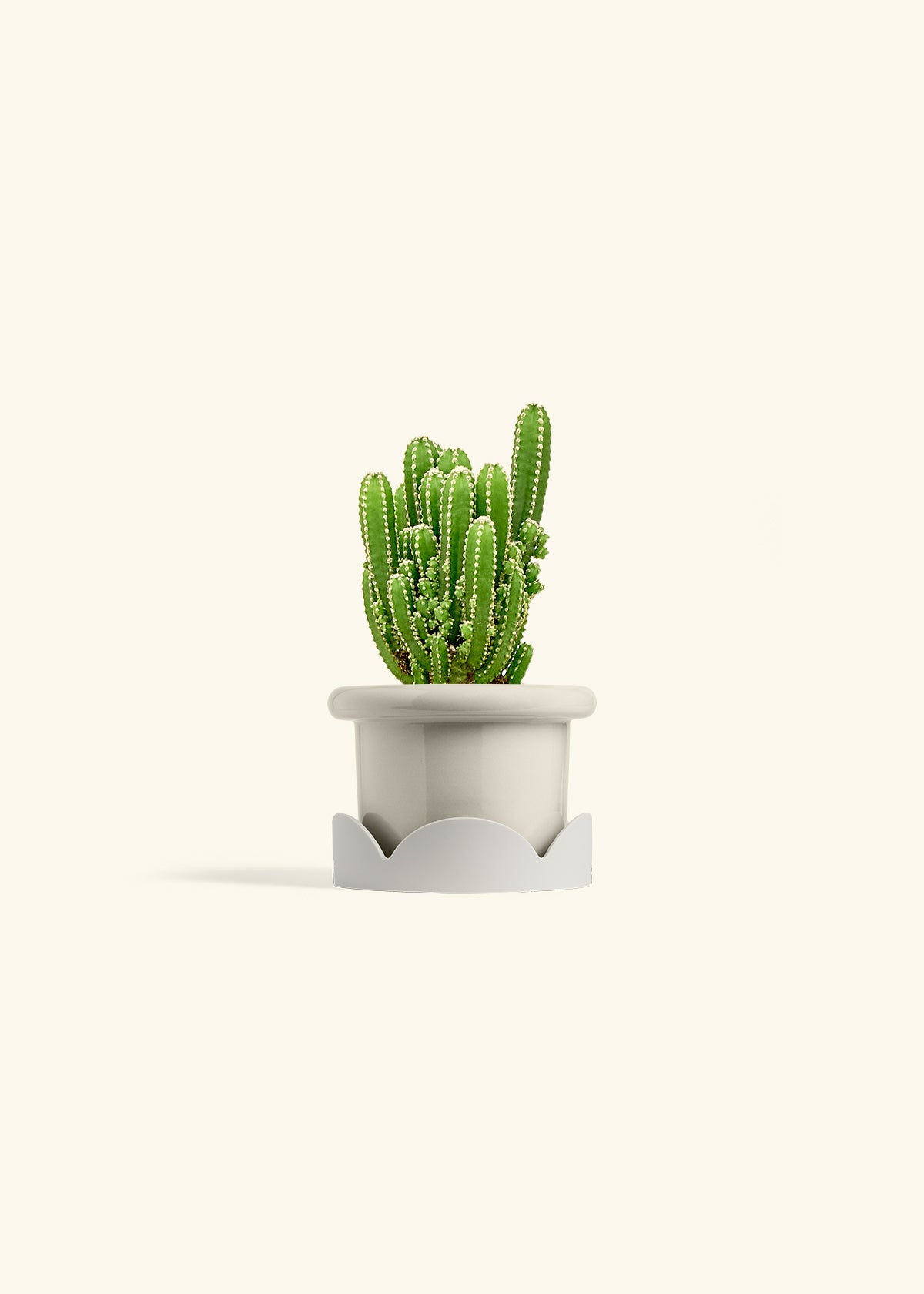 Fairy Castle Cactus in a 4 inches Fat Lip Oat Planter in a Oat Petal Drip Tray