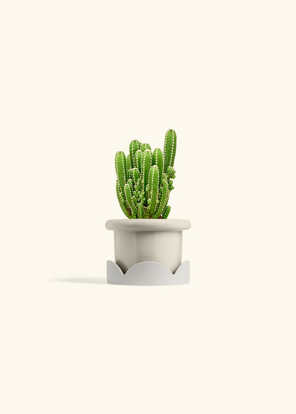 Fairy Castle Cactus in a 4 inches Fat Lip Oat Planter in a Oat Petal Drip Tray