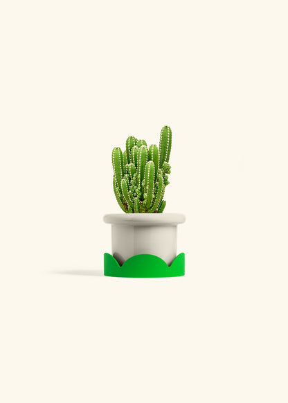 Fairy Castle Cactus in a 4 inches Fat Lip Oat Planter in a Shamrock Petal Drip Tray