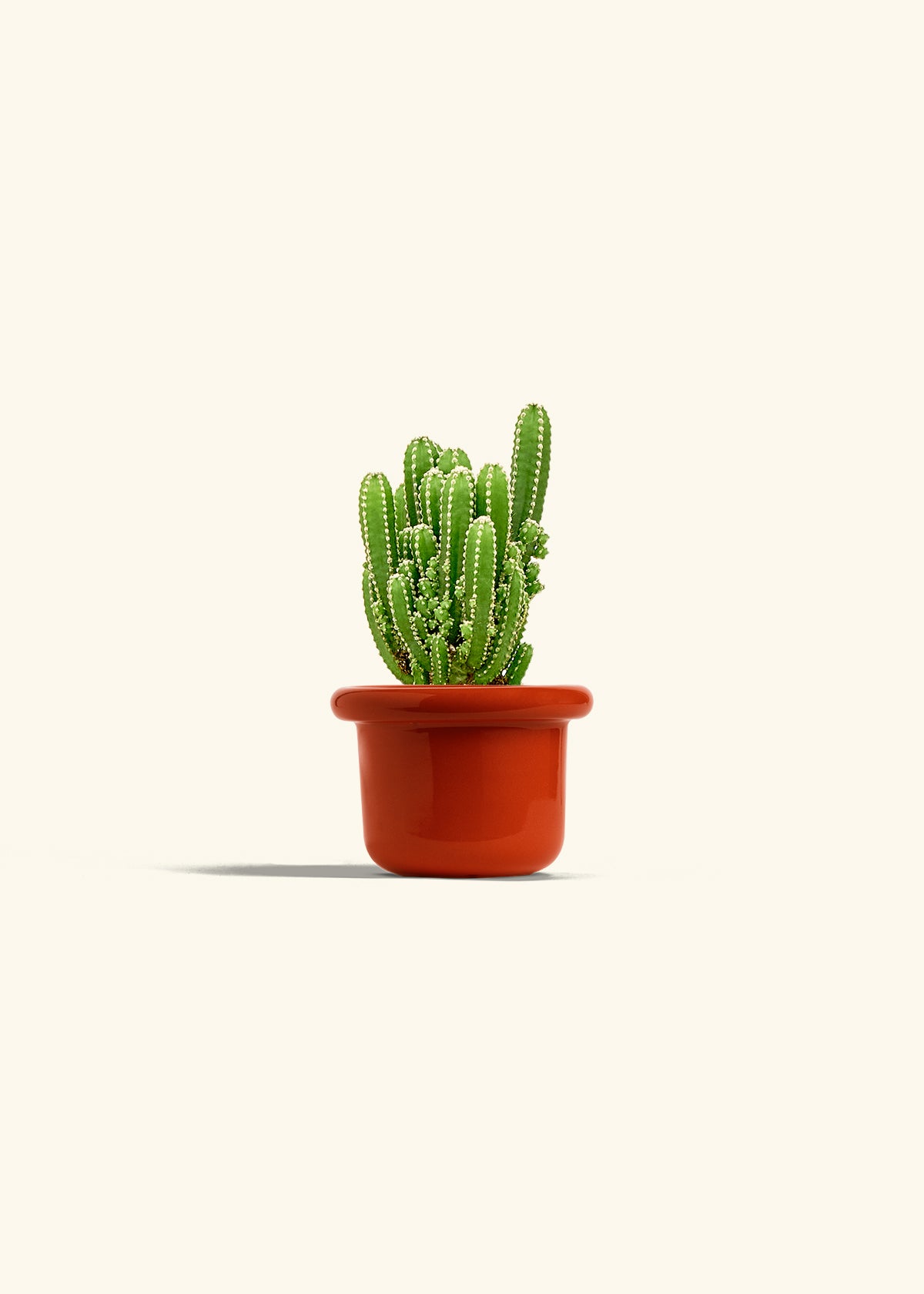 Fairy Castle Cactus in a 4 inches Fat Lip Red Planter 
