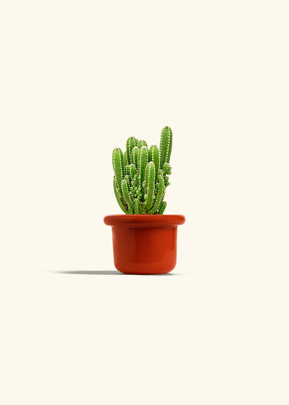 Fairy Castle Cactus in a 4 inches Fat Lip Red Planter 