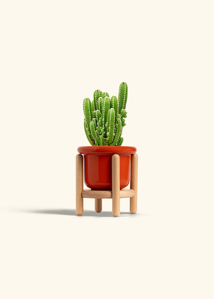 Fairy Castle Cactus in a 4 inches Fat Lip Red Planter in a Beech Wood Stand