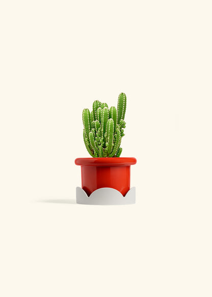 Fairy Castle Cactus in a 4 inches Fat Lip Red Planter in a Oat Petal Drip Tray
