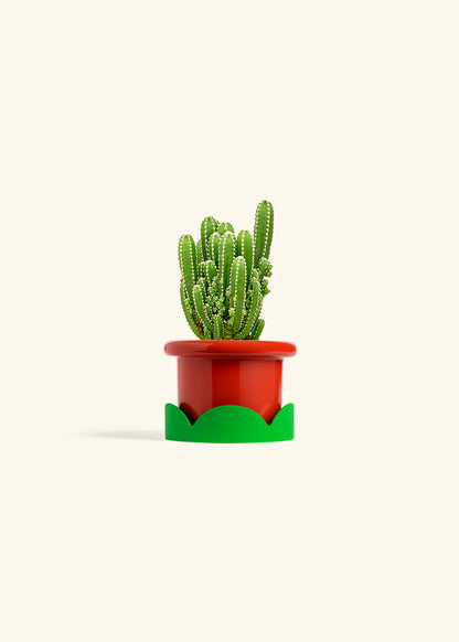 Fairy Castle Cactus in a 4 inches Fat Lip Red Planter in a Shamrock Petal Drip Tray