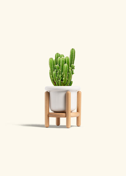 Fairy Castle Cactus in a 4 inches Fat Lip White Planter in a Beech Wood Stand