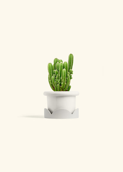 Fairy Castle Cactus in a 4 inches Fat Lip White Planter in a Oat Petal Drip Tray