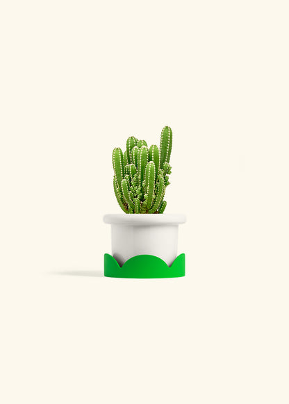 Fairy Castle Cactus in a 4 inches Fat Lip White Planter in a Shamrock Petal Drip Tray
