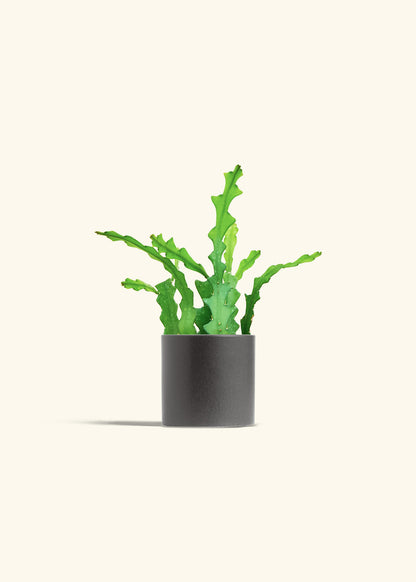  Fishbone Cactus in a 4 inches Charcoal Classic Cylinder Planter 