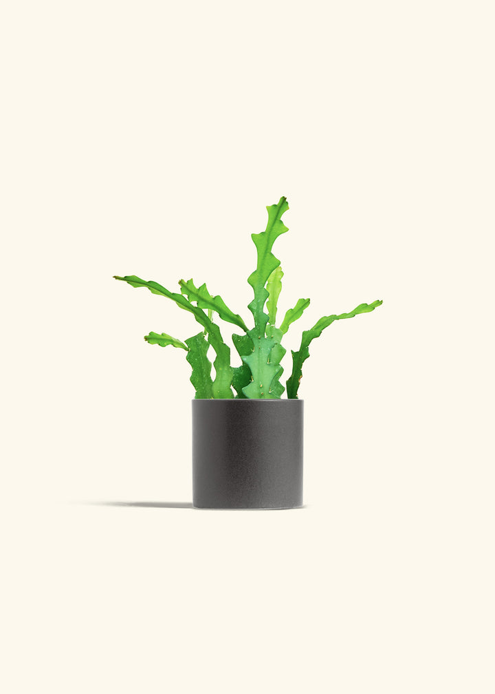  Fishbone Cactus in a 4 inches Charcoal Classic Cylinder Planter 